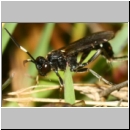 Coelichneumon cyaniventris - Schlupfwespe w01d 12mm OS-Hasbergen Lehmwiese-fdet02.jpg